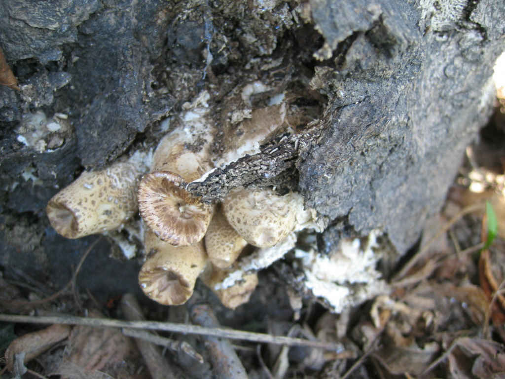 2005 :  Un anno di funghi